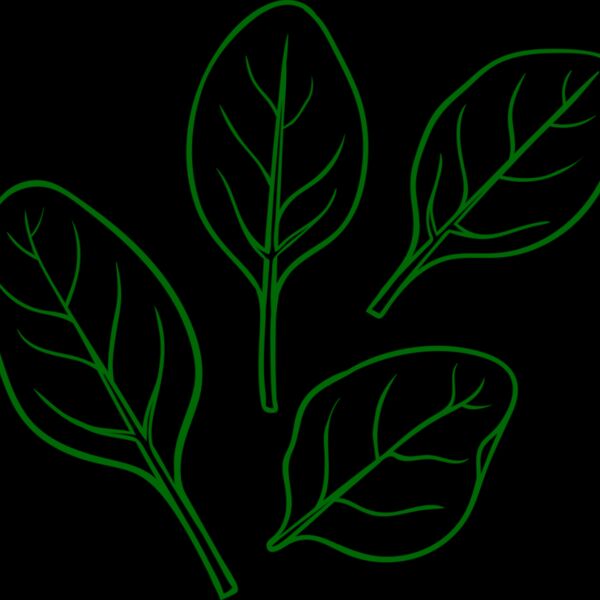 Spinach Thumbnail